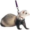 Marshall Harness & Lead Ferret Leash