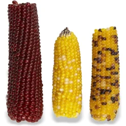 Vitakraft Mini Pops 100% Real Corn Cob Small Pet Treat, 6-oz Bag -MiniMates Shop 155078 PT2. AC SS1800 V1666649738