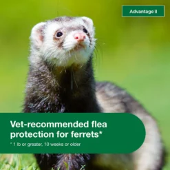 Advantage II Flea Treatment For Ferrets 11 Advantage II Flea Treatment For Ferrets -MiniMates Shop 155609 PT3. AC SS1800 V1682017938