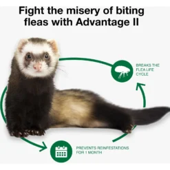 Advantage II Flea Treatment For Ferrets 13 Advantage II Flea Treatment For Ferrets -MiniMates Shop 155609 PT5. AC SS1800 V1682018263