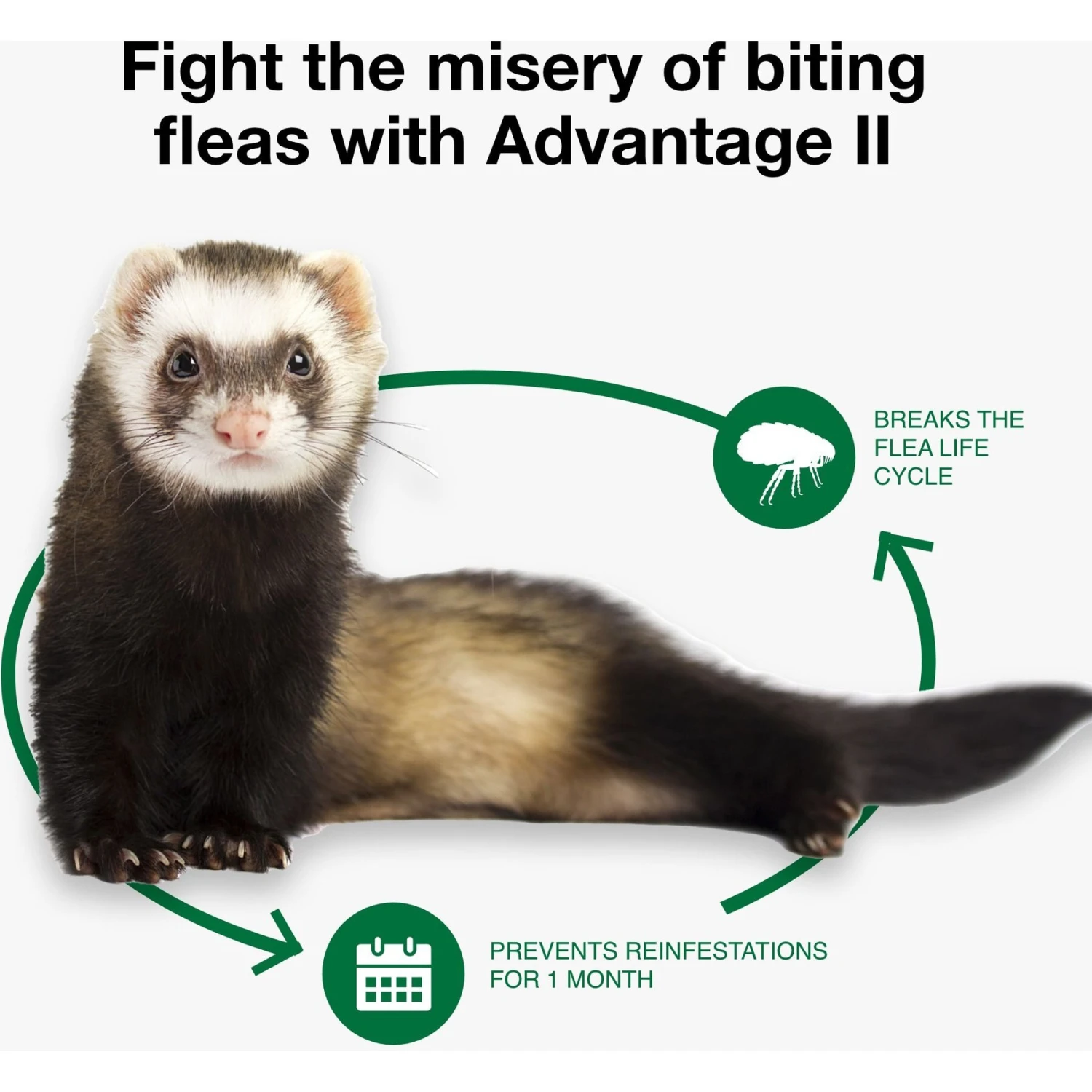 Advantage II Flea Treatment For Ferrets 6 Advantage II Flea Treatment For Ferrets - Image 6