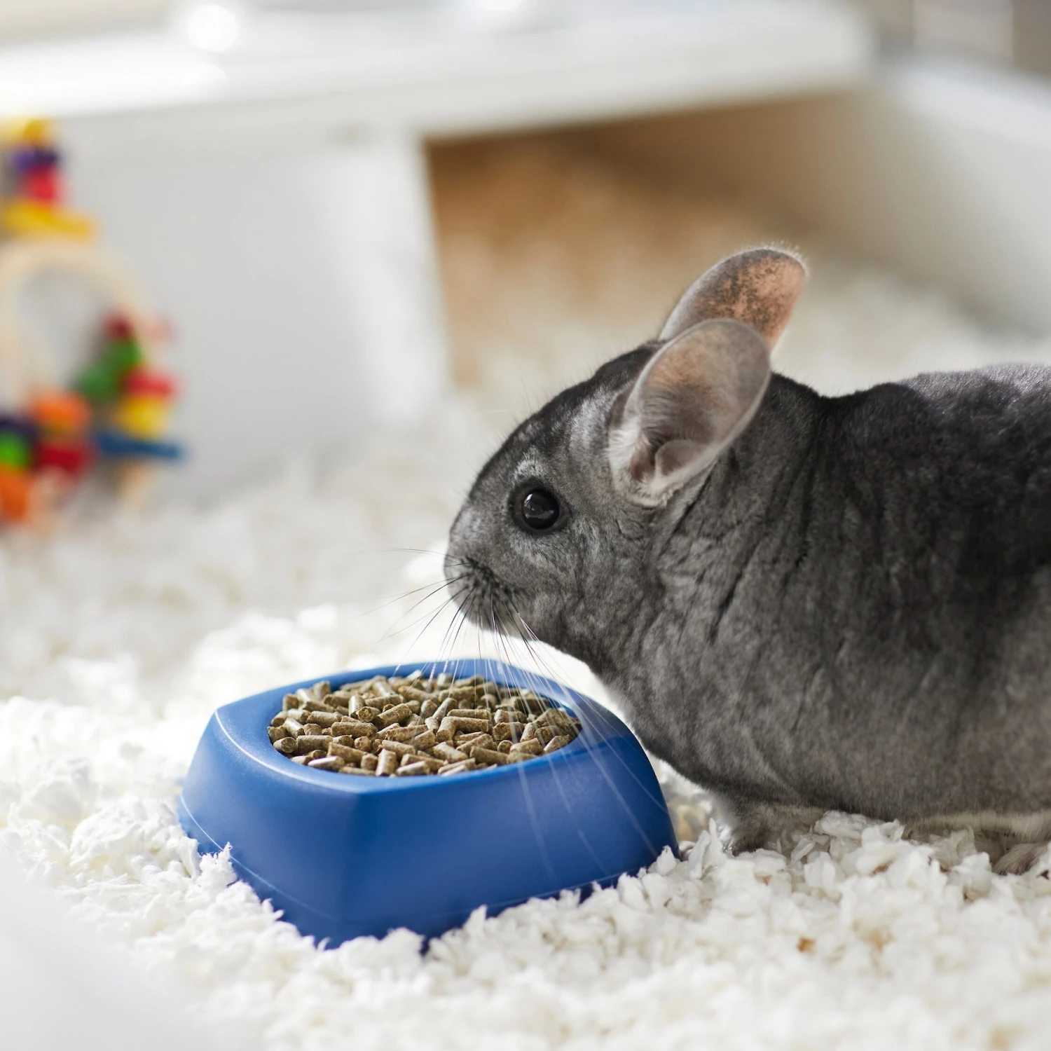 Mazuri Chinchilla Food 2 Mazuri Chinchilla Food - Image 2