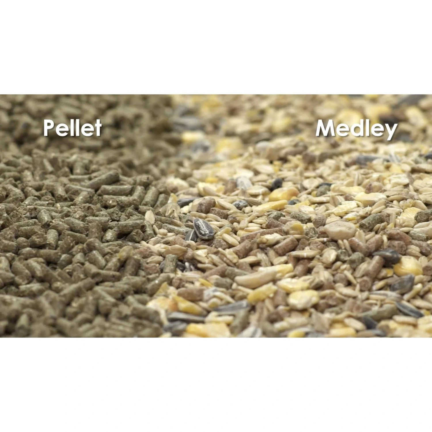 Kaytee Food From The Wild Guinea Pig Food, 4-lb Bag 8 Kaytee Food From The Wild Guinea Pig Food, 4-lb Bag - Image 8