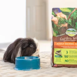 Oxbow Enriched Life Forage Small Animal Bowl -MiniMates Shop 200256 PT7. AC SS1800 V1661821668