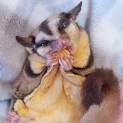 Exotic Nutrition Critter Selects Tropical Trio Small Animal Treats, 4.5-oz Bag -MiniMates Shop 220417 PT4. AC SS1800 V1666130477