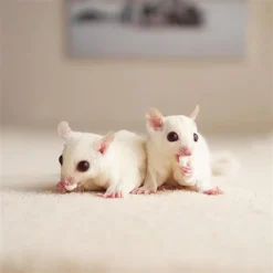 Exotic Nutrition Critter Selects Yogu Drops With Blueberries Small Animal Treats, 4.25-oz Bag -MiniMates Shop 220421 PT5. AC SS1800 V1666185503