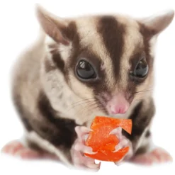 Exotic Nutrition Critter Selects Mango & Papaya Small Animal Treats, 4.5-oz Bag -MiniMates Shop 220427 PT5. AC SS1800 V1666189280