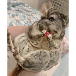 Exotic Nutrition Critter Selects Rose Hips Chinchilla Treats, 3-oz Bag -MiniMates Shop 220437 PT5. AC SS1800 V1666186959