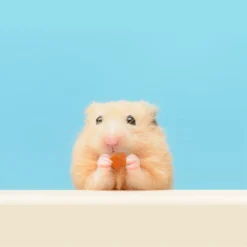 Exotic Nutrition Critter Selects Fruit Medley Small Animal Treats, 4-oz Bag -MiniMates Shop 220443 PT5. AC SS1800 V1666130417