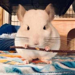 Exotic Nutrition Apple Sticks Hamster Treats, 20 Count -MiniMates Shop 220465 PT2. AC SS1800 V1665782068