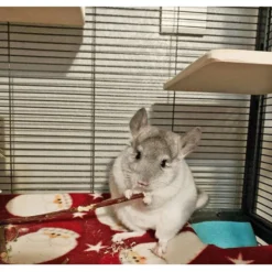 Exotic Nutrition Apple Sticks Hamster Treats, 20 Count -MiniMates Shop 220465 PT4. AC SS1800 V1665781709