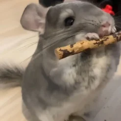 Exotic Nutrition Apple Sticks Hamster Treats, 20 Count -MiniMates Shop 220465 PT5. AC SS1800 V1665781367