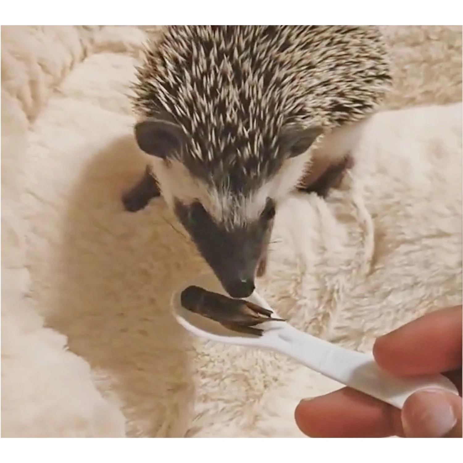 Exotic Nutrition Cricket Crunch Hedgehog Treats, 1.58-oz Jar 4 Exotic Nutrition Cricket Crunch Hedgehog Treats, 1.58-oz Jar - Image 4