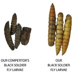 Exotic Nutrition Dried Black Soldier Fly Larvae Small Animal Treats -MiniMates Shop 220483 PT2. AC SS1800 V1647460332