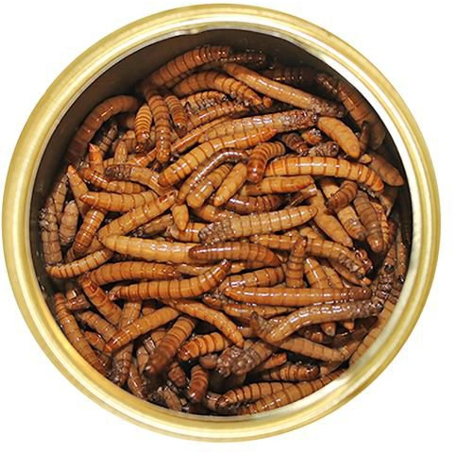 Exotic Nutrition Mealworms Hedgehog Treats, 1.2-oz Can 2 Exotic Nutrition Mealworms Hedgehog Treats, 1.2-oz Can - Image 2
