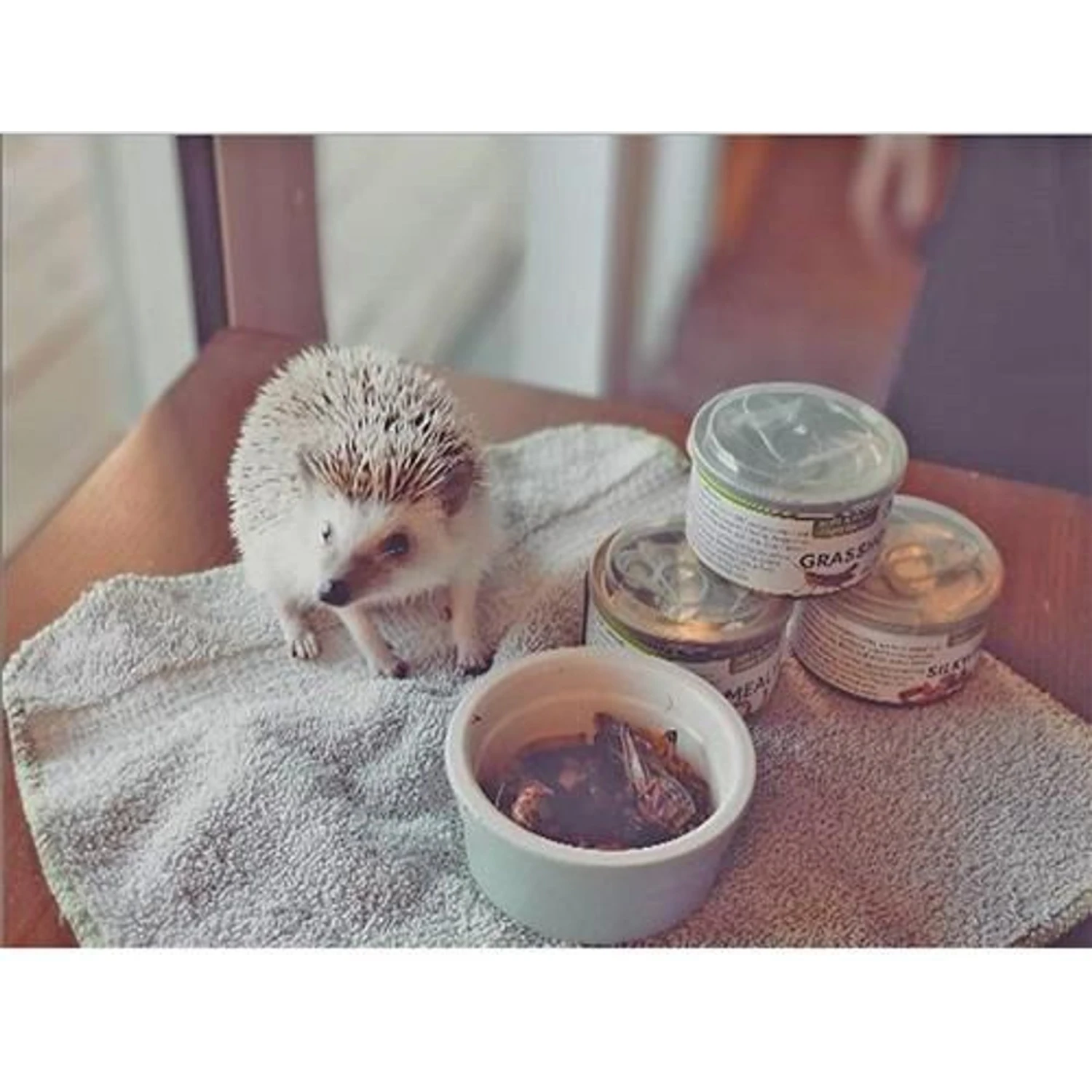 Exotic Nutrition Silkworm Pupae Hedgehog Treats, 1.2-oz Can 5 Exotic Nutrition Silkworm Pupae Hedgehog Treats, 1.2-oz Can - Image 5