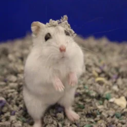 Sunseed Fresh World Small Pet Bedding -MiniMates Shop 227038 PT3. AC SS1800 V1666649557