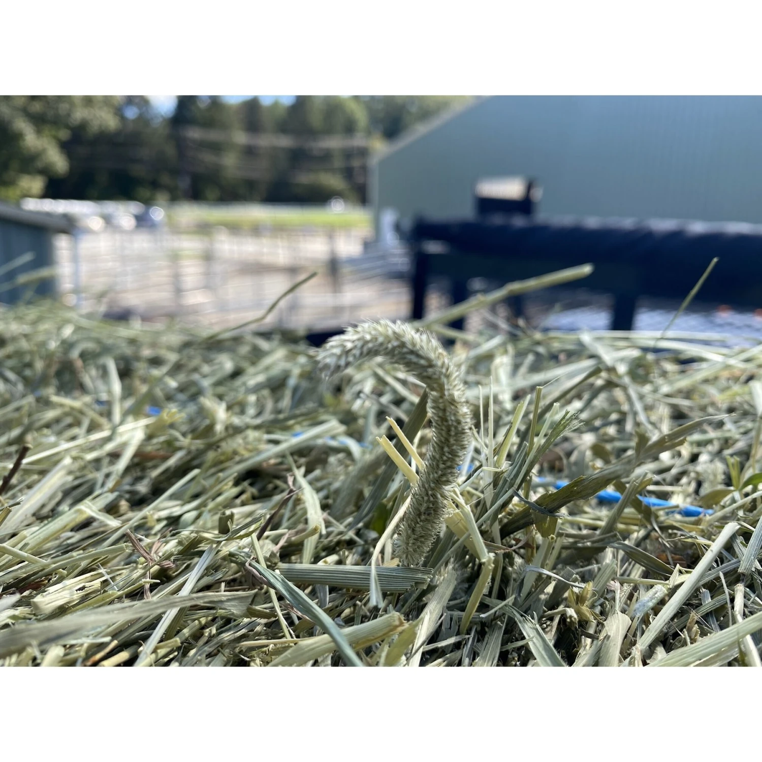 Sweet Meadow Farm 1st Cut Timothy Hay Small Pet Food 3 Sweet Meadow Farm 1st Cut Timothy Hay Small Pet Food - Image 3