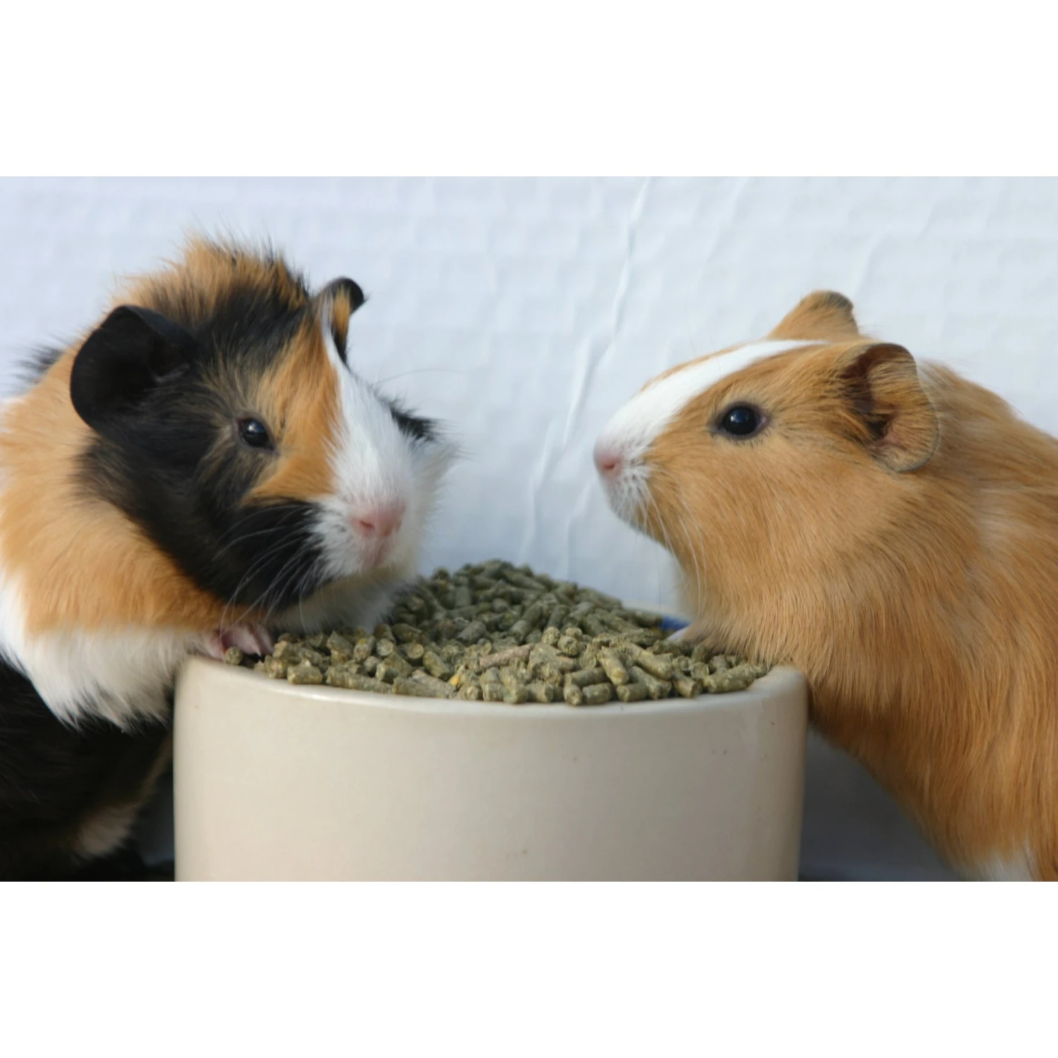 Sweet Meadow Farm Premium Timothy Pellets Adult Guinea Pig Food 4 Sweet Meadow Farm Premium Timothy Pellets Adult Guinea Pig Food - Image 4