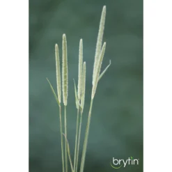 Brytin 1st Cutting All-Natural Western Timothy Hay Chinchilla Food -MiniMates Shop 236634 PT2. AC SS1800 V1592591948