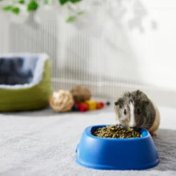 Sherwood Pet Health Timothy Pellet Adult Guinea Pig Food 7 Sherwood Pet Health Timothy Pellet Adult Guinea Pig Food -MiniMates Shop 242079 PT4. AC SS1800 V1652819934