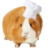 Frisco Chef Guinea Pig Costume Hat, One Size