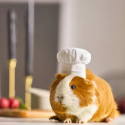 Frisco Chef Guinea Pig Costume Hat, One Size -MiniMates Shop 265887 PT8. AC SS1800 V1624307877
