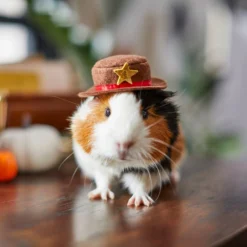 Frisco Cowboy Guinea Pig Costume Hat, One Size -MiniMates Shop 265889 PT8. AC SS1800 V1624454639