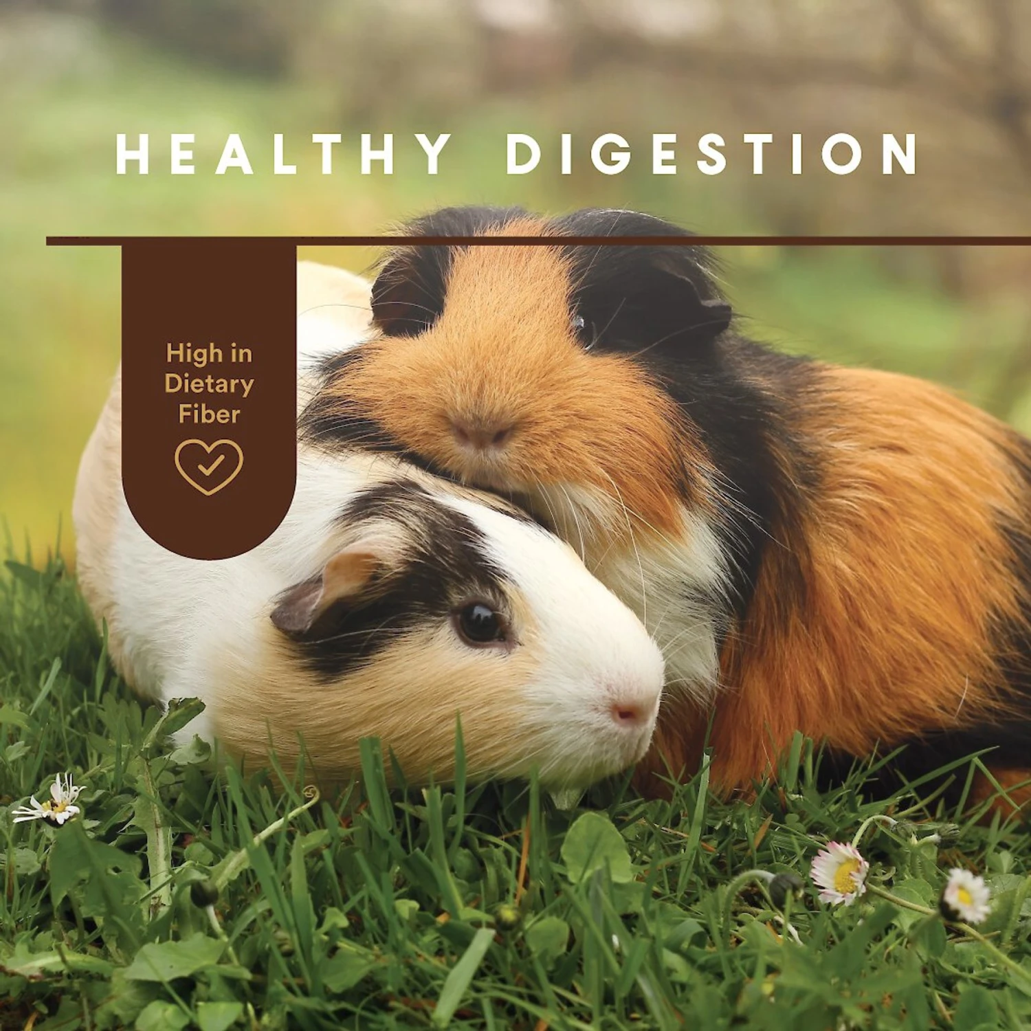 Manna Pro Crafted & Complete Guinea Pig Food, 5-lb Bag 5 Manna Pro Crafted & Complete Guinea Pig Food, 5-lb Bag - Image 5