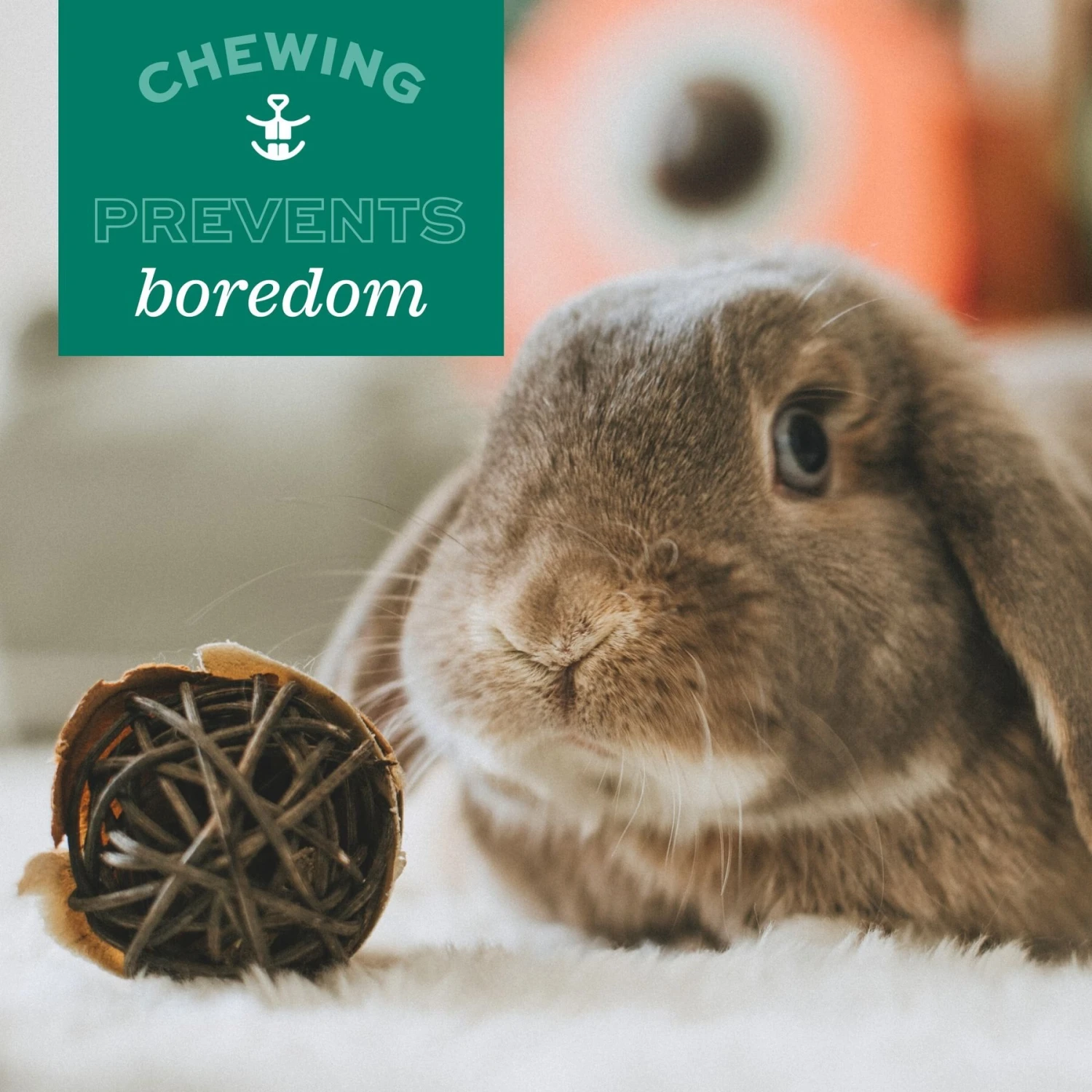 Oxbow Enriched Life Timothy Orange Slice Small Animal Toy 9 Oxbow Enriched Life Timothy Orange Slice Small Animal Toy - Image 9