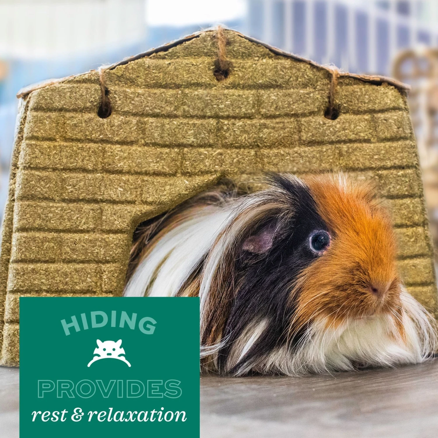 Oxbow Enriched Life Dream Castle Small Animal Hideaway 9 Oxbow Enriched Life Dream Castle Small Animal Hideaway - Image 9