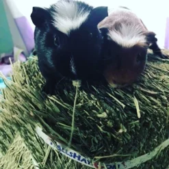 Hall's Hay Orchard Grass Hay Mini-Bale Small Pet Food, 5-lb Box 14 Hall's Hay Orchard Grass Hay Mini-Bale Small Pet Food, 5-lb Box -MiniMates Shop 279378 PT6. AC SS1800 V1615933012