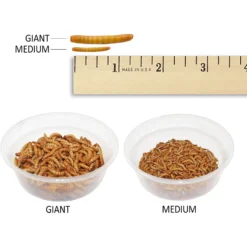 Exotic Nutrition Live Mealworms -MiniMates Shop 282793 PT2. AC SS1800 V1620092223