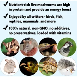 Exotic Nutrition Live Mealworms -MiniMates Shop 282793 PT4. AC SS1800 V1620085356