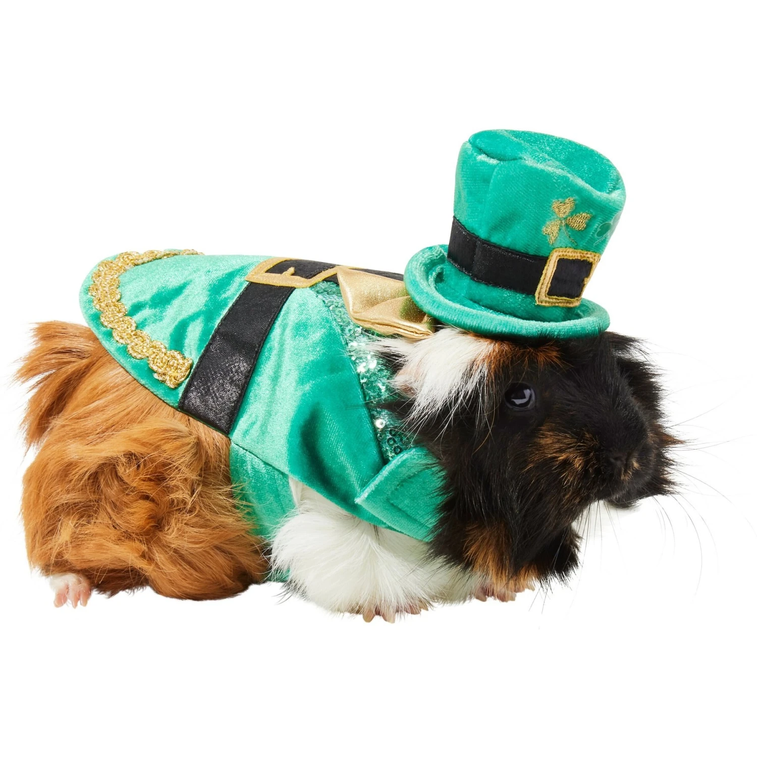 Frisco Guinea Pig St. Patrick's Day Costume