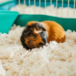 Frisco Corner Small Pet Litter Box & Frisco Small Pet Paper Bedding -MiniMates Shop 301918 PT8. AC SS1800 V1644966090