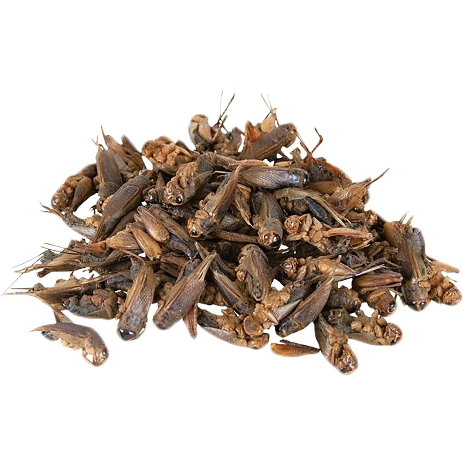 Exotic Nutrition Dried Crickets Small Animal Treats, 2.2-lb Bag 2 Exotic Nutrition Dried Crickets Small Animal Treats, 2.2-lb Bag - Image 2