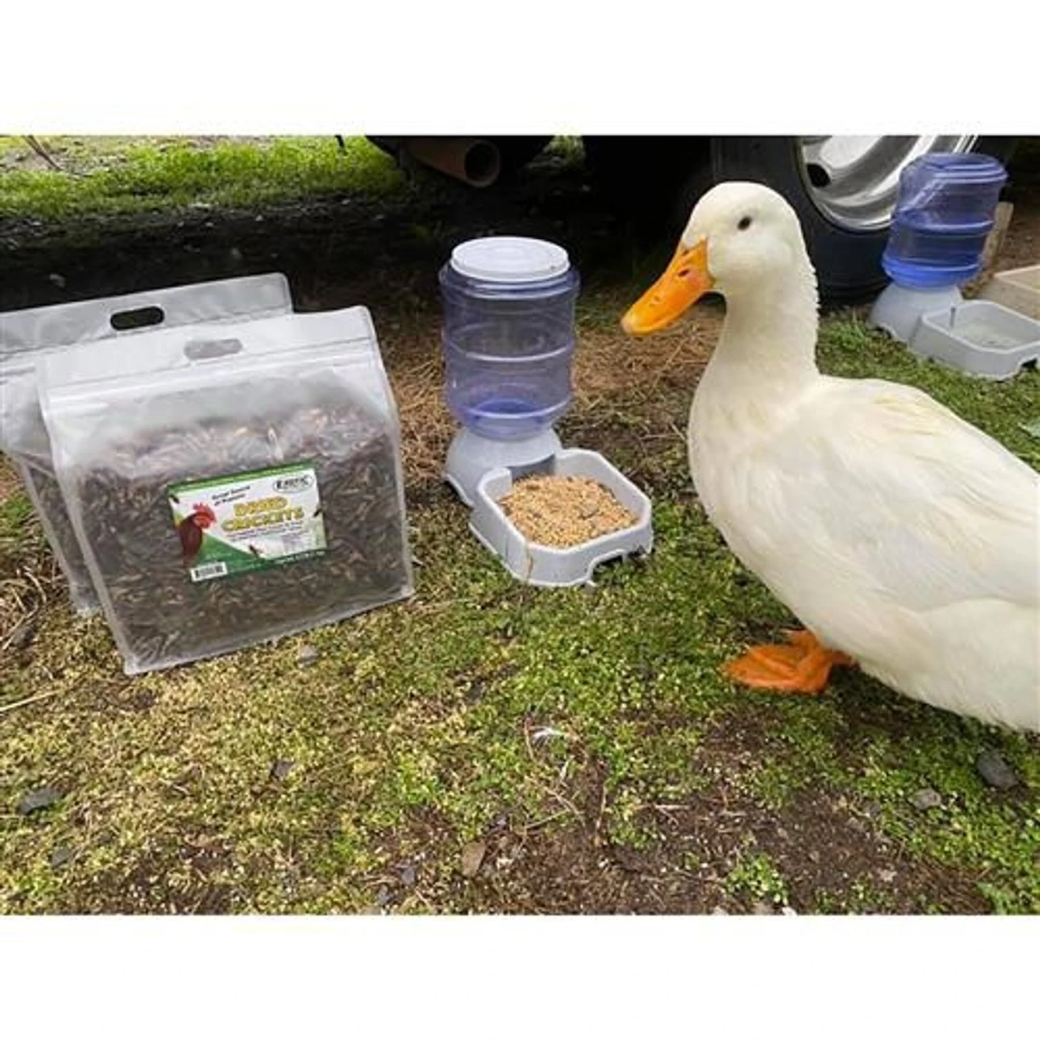 Exotic Nutrition Dried Crickets Small Animal Treats, 2.2-lb Bag 4 Exotic Nutrition Dried Crickets Small Animal Treats, 2.2-lb Bag - Image 4