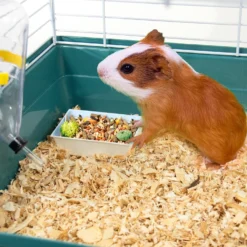 Pet Champion Small Animal Starter Kit, Teal/White 8 Pet Champion Small Animal Starter Kit, Teal/White -MiniMates Shop 343005 PT2. AC SS1800 V1643125918