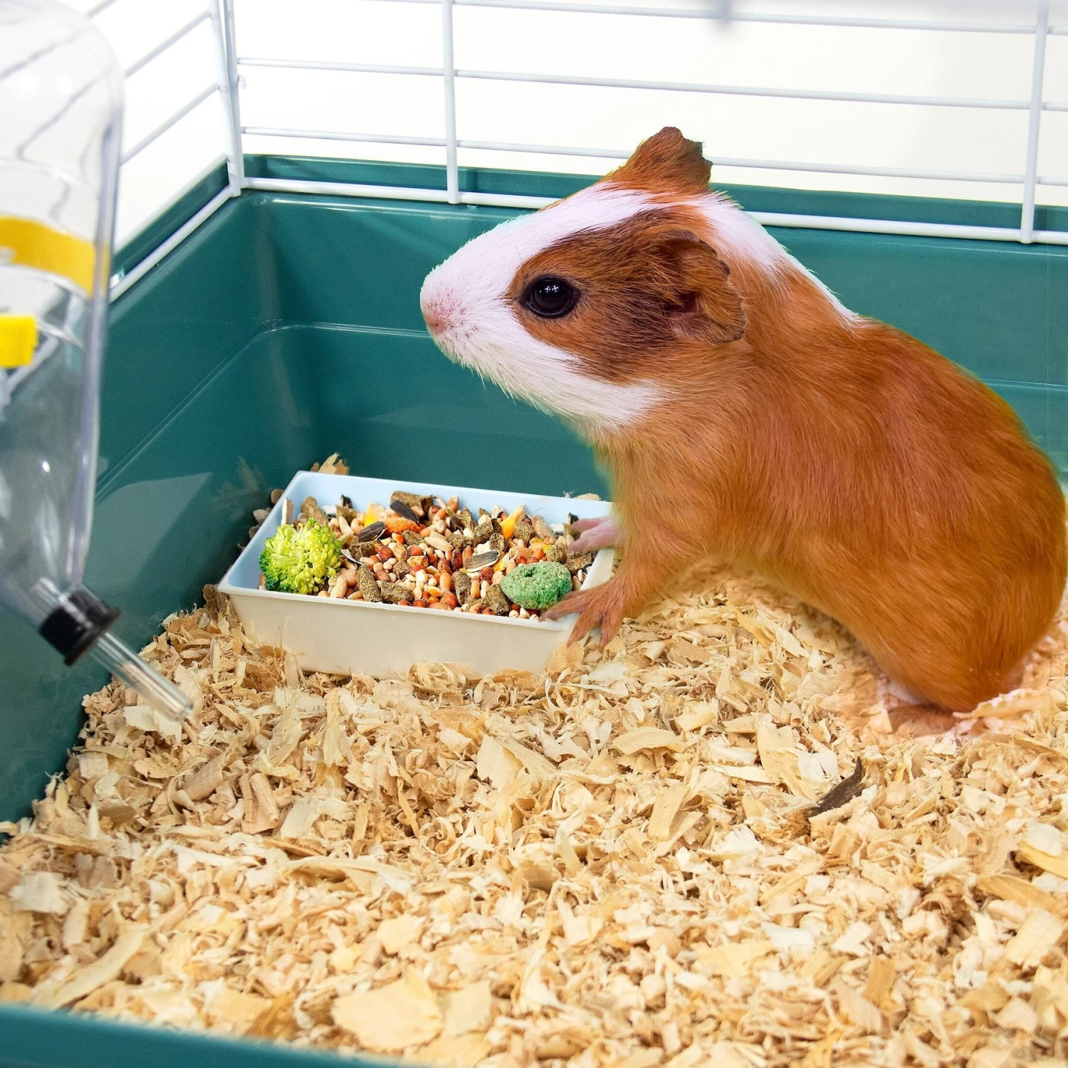 Pet Champion Small Animal Starter Kit, Teal/White 3 Pet Champion Small Animal Starter Kit, Teal/White - Image 3