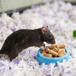 Kalmbach Feeds 18% Rodent Diet Cubes Rats & Mice Food, 50-lbs Bag -MiniMates Shop 352537 PT3. AC SS1800 V1682711495