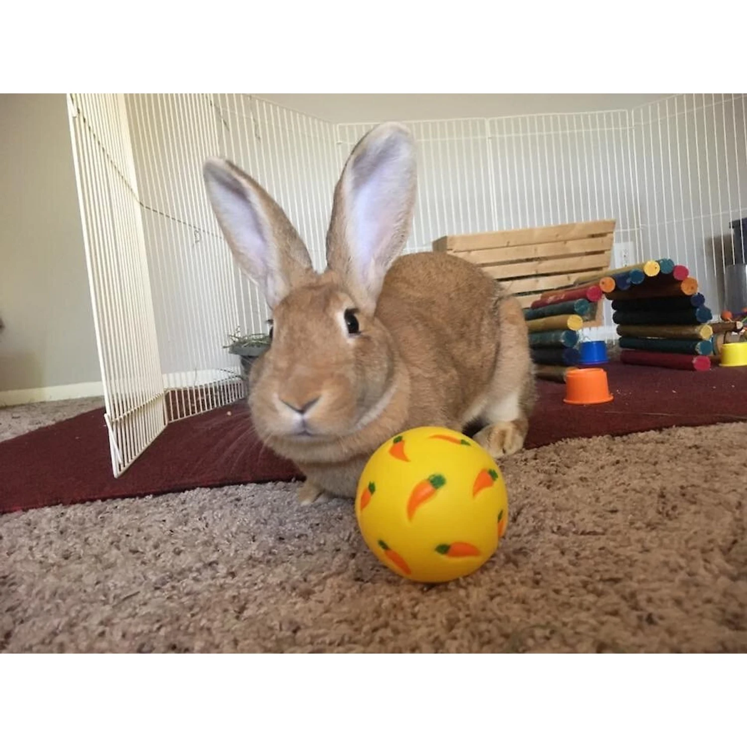 Wheeky Pets Small Pet Wheeky Toy, One Size, Yellow 3 Wheeky Pets Small Pet Wheeky Toy, One Size, Yellow - Image 3