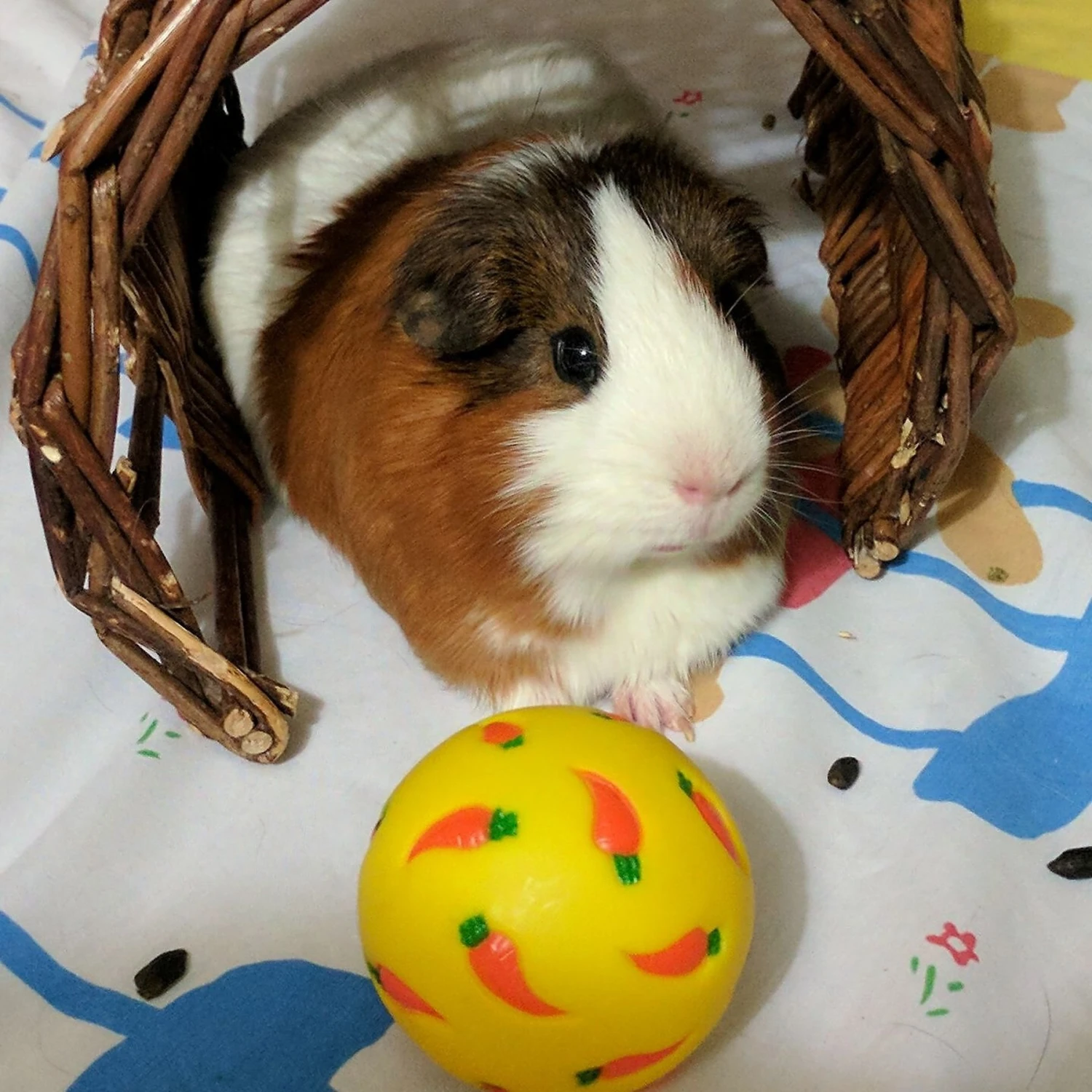 Wheeky Pets Small Pet Wheeky Toy, One Size, Yellow 5 Wheeky Pets Small Pet Wheeky Toy, One Size, Yellow - Image 5