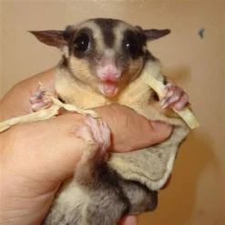 Exotic Nutrition Critter Selects Omega Yum Small Pet Fish Sticks, 0.6-oz Bag -MiniMates Shop 364101 PT3. AC SS1800 V1643840822