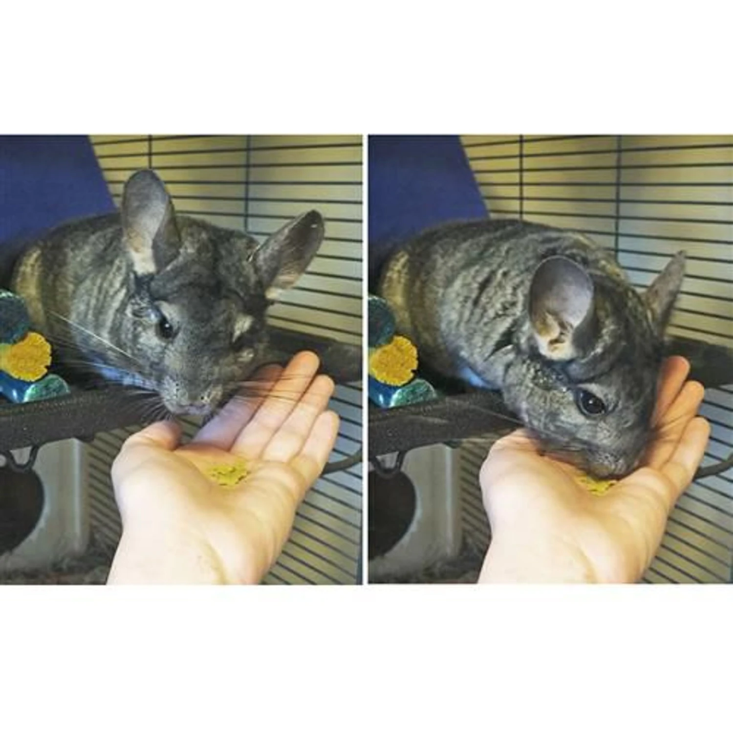 Exotic Nutrition Green Pea Flakes Small Pet Treat, 3-oz Bag 6 Exotic Nutrition Green Pea Flakes Small Pet Treat, 3-oz Bag - Image 6