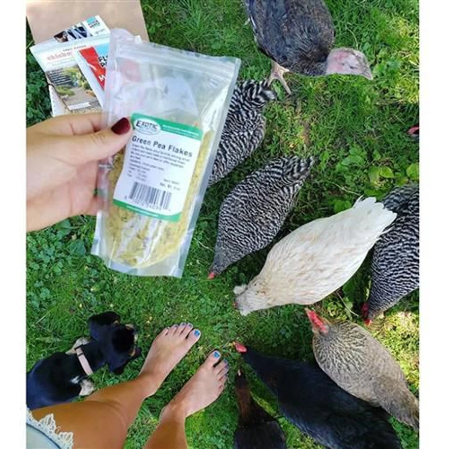 Exotic Nutrition Green Pea Flakes Small Pet Treat, 3-oz Bag 7 Exotic Nutrition Green Pea Flakes Small Pet Treat, 3-oz Bag - Image 7