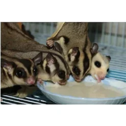 Exotic Nutrition Instant-HPW Original Flavor Small Pet Food, 8-oz Bag -MiniMates Shop 369377 PT5. AC SS1800 V1648162299