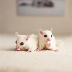 Exotic Nutrition Yogu Drops Small Pet Treat, 14-oz Bag -MiniMates Shop 369381 PT5. AC SS1800 V1648161395