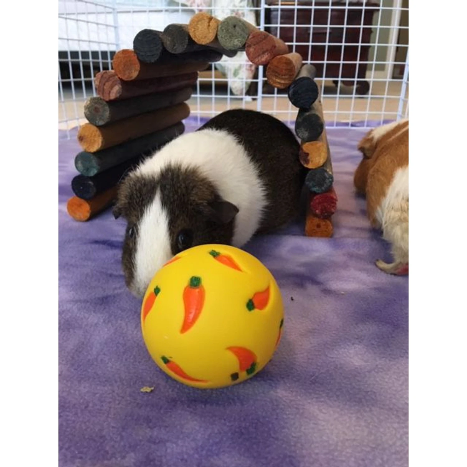 Wheeky Pets Pea Flakes Small Pets Treat, 4-oz Bag 5 Wheeky Pets Pea Flakes Small Pets Treat, 4-oz Bag - Image 5