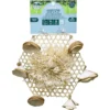 Oxbow Animal Health Enriched Life Honeycomb Hide & Play Small Animal Toy
